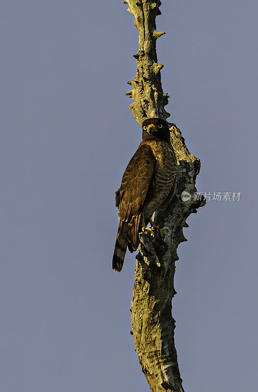 路边鹰(Rupornis magnirostris)是一种相对较小的猛禽，发现于美洲和巴西的潘塔纳尔。